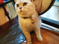 -李小姐の猫咖啡馆(五角场店)