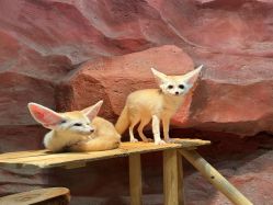 -Zoolung Zoolung动物主题公园(海信广场店)