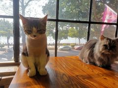 -more than meow吴止猫主题餐厅(承德 中船汇店)
