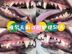 -汪小喵宠物·戴维斯乐芳希施宠馨宝皮毛调理洗护店