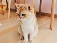 -猫咪派对(江南西店)