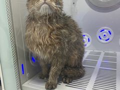 -中农国际动物医院24小时·猫科·骨科·急重症中心