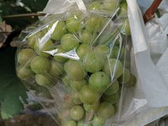 -麦园农庄·西江河鲜