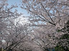 -高东镇樱花园