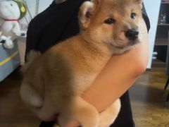 -南京Hallo宠物乐园·哈罗犬舍·柴犬繁育基地