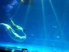 -芜湖新华联大白鲸海洋公园