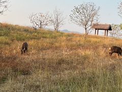 -长平老姿娘夜粥(平东一街店)