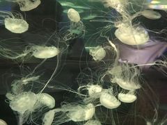-重庆欢乐海底世界
