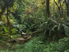 -深圳仙湖植物园-停车场