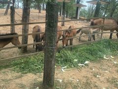-秦皇岛野生动物园