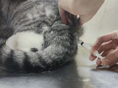 -动物缘宠物医院·骨科·猫科(西二环店)