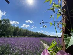 -北纬44度·金珠花海休闲农业旅游景区