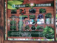 -西双版纳原始森林公园