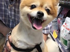 -PETKIT 小佩宠物·低压洗护·美容·寄养(安远店)