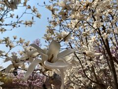 -北京西山国家森林公园