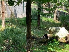 -都江堰中华大熊猫苑