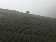 -看见远方·莫干遥远的山民宿