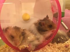 -龙猫仔乐园(惠福东路店)