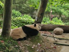 -都江堰中华大熊猫苑