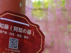 -嘉定紫藤园