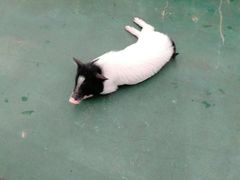 -灵玲国际马戏城