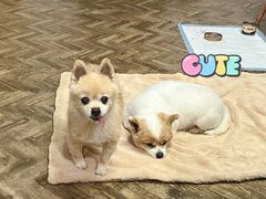 -申普宠物医院·心脏介入·心血管微创(总院)