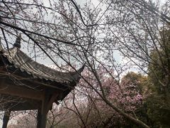 -秀丽东方