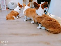 -浣熊柯尔鸭土拨鼠·电玩咖
