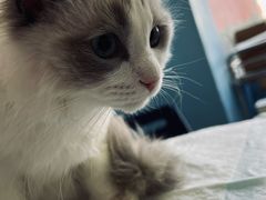 -瑞派福兴宠物医院犬猫全科·骨科·中西医结合(河东店)