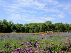 景点-北京东方普罗旺斯薰衣草庄园
