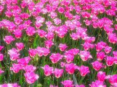 -洛阳郁金香牡丹园