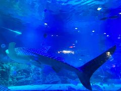 -烟台海昌鲸鲨海洋公园