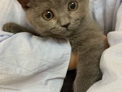 -lincat·猫舍(广州店)