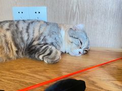 -MOCHA明星猫咖(田子坊店)