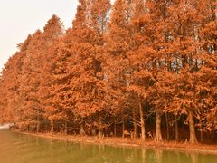 -上海海湾国家森林公园