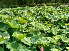 -莲花池公园