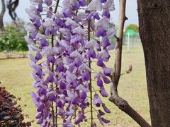 -武汉紫薇都市田园