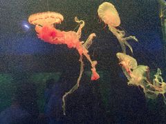 -西安曲江海洋极地公园