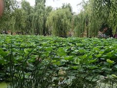 -长春市南湖公园