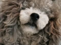 -汪说喵讲宠物乐园宠物酒店(红星美凯龙店)