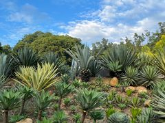 -深圳仙湖植物园