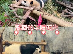 -深圳野生动物园