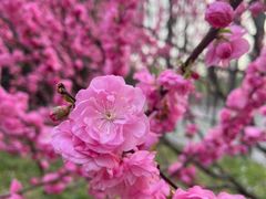 -将府公园