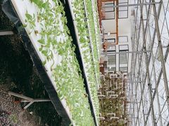 -上海都市菜园