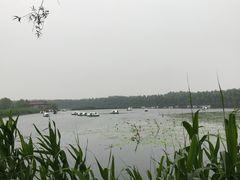 -白洋淀景区