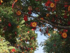 -南沙蒲洲花园