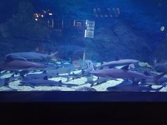 -烟台海昌鲸鲨海洋公园