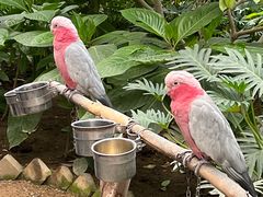 -南宫五洲植物乐园