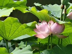 -陈家山荷花公园