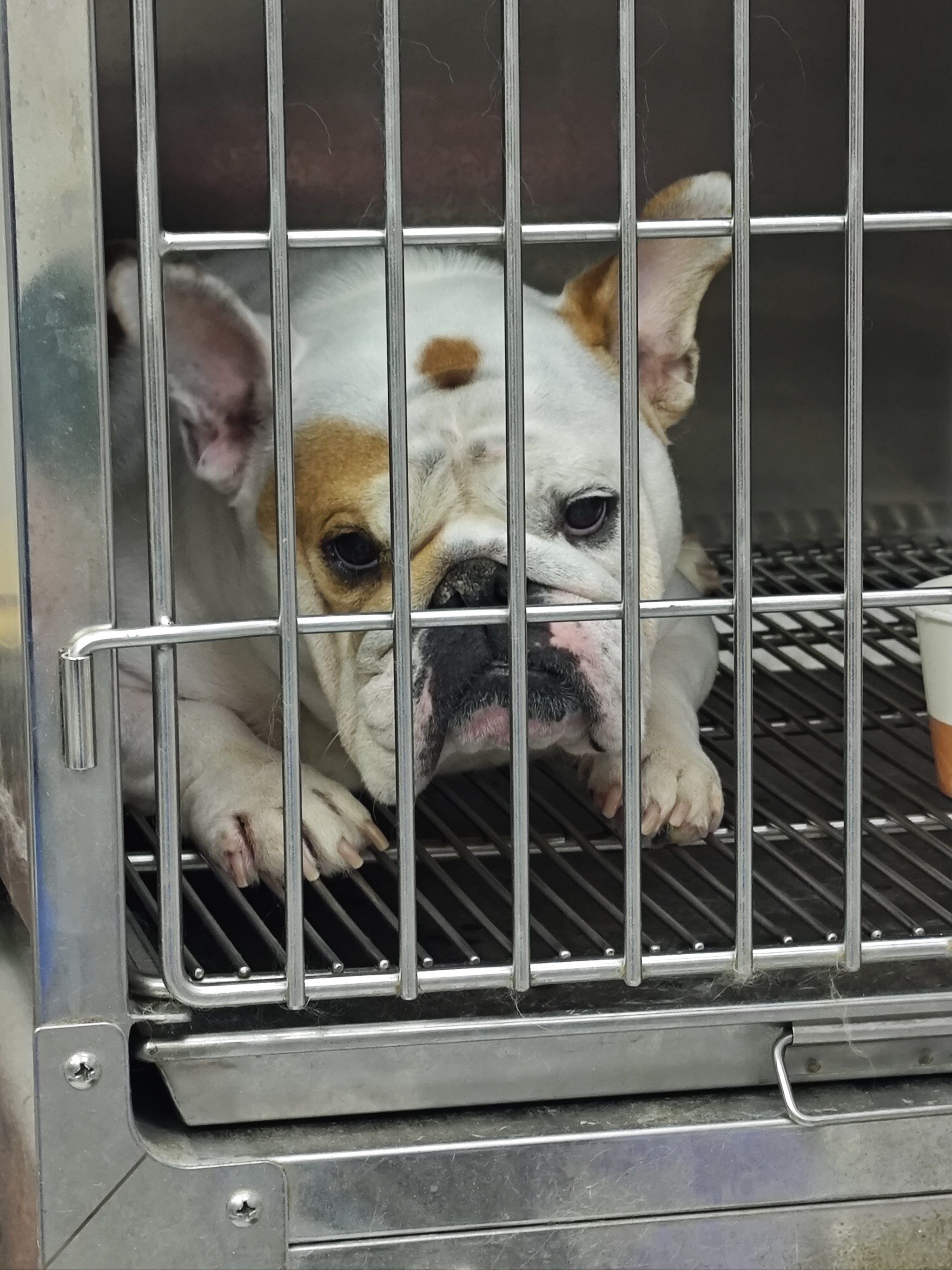 英国斗牛犬原产地为英国.理想身高公母皆为33